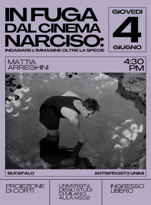 ocandina violetto chiarissimo quasi grigio, con le info dell'evento: In fuga dal cinema Narciso: indagare l'immagine oltre la specie, giovedì 4 Giugno, ore 16.30, (a cura di) Mattia Arreghini, antispecist3 unimi e bucefalo. Proiezione di corti all'Università degli studi di milano sula m102, ingresso libero.
al centro della locandina c'è un frame di Les oursins di Jean Painlevé, corto del 1929; un uomo in costume da mare intero nero si china con le mani nell'acqua, come per cercare delle creaturine nella sabbia. l'acqua presenta riflessi come di ventose di un enorme tentacolo.